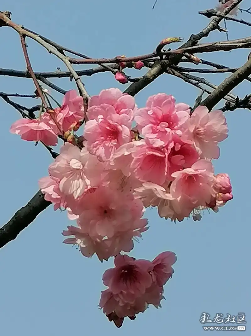 如何区分樱花与梨花