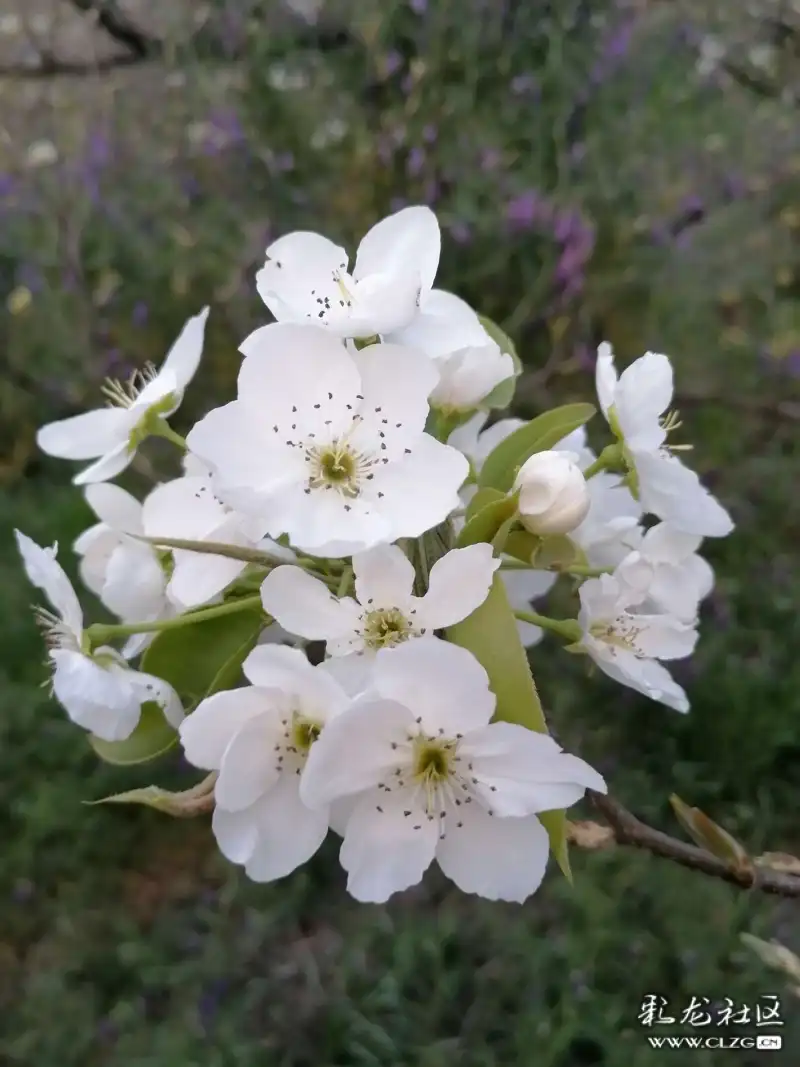 如何区分樱花与梨花