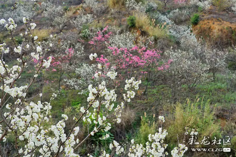 山花浪漫的宜良米户村