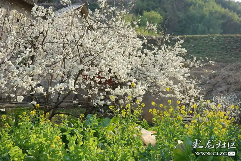 山花浪漫的宜良米户村