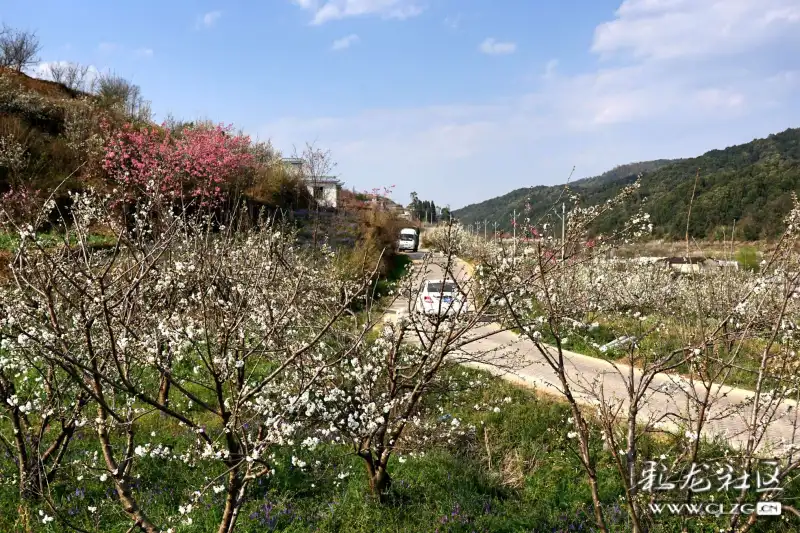 山花浪漫的宜良米户村