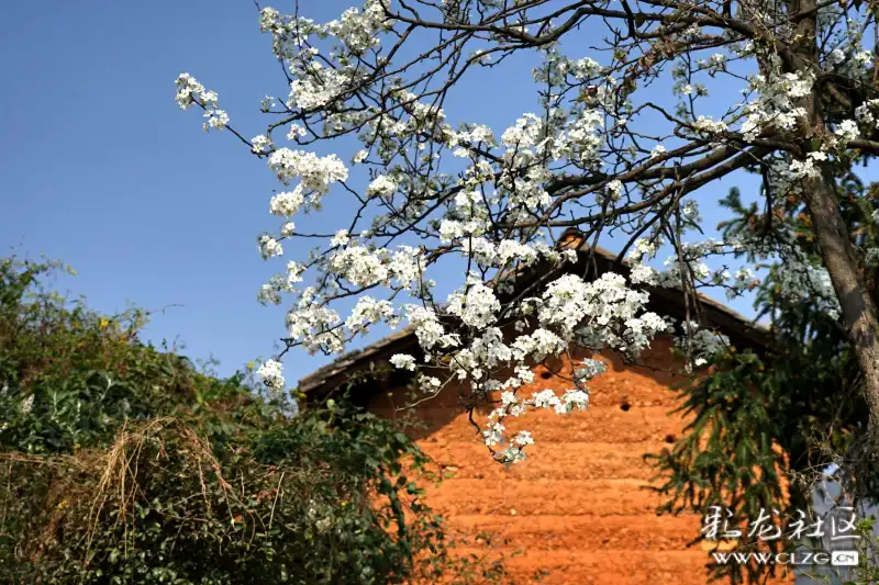 山花浪漫的宜良米户村