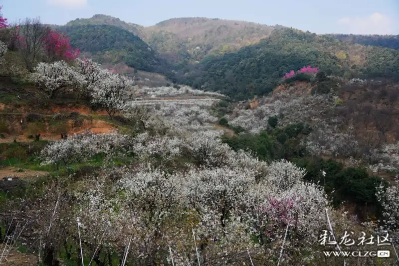 山花浪漫的宜良米户村