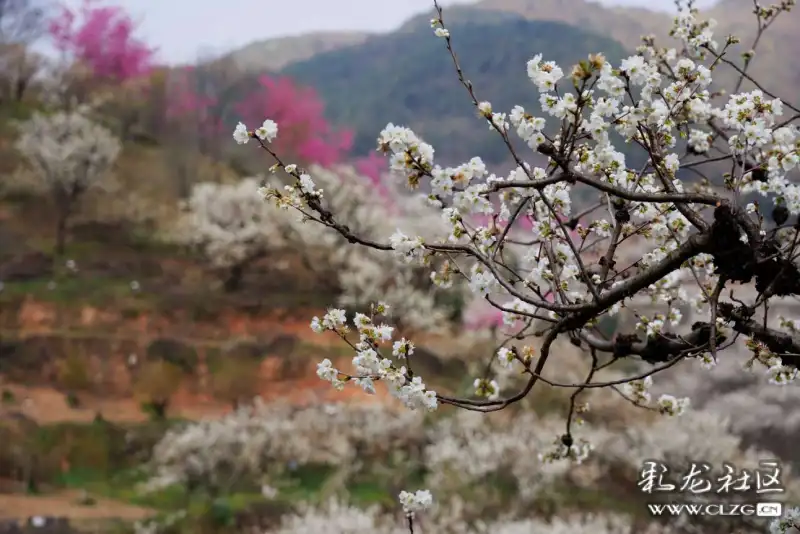 山花浪漫的宜良米户村