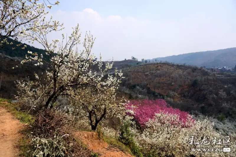 山花浪漫的宜良米户村