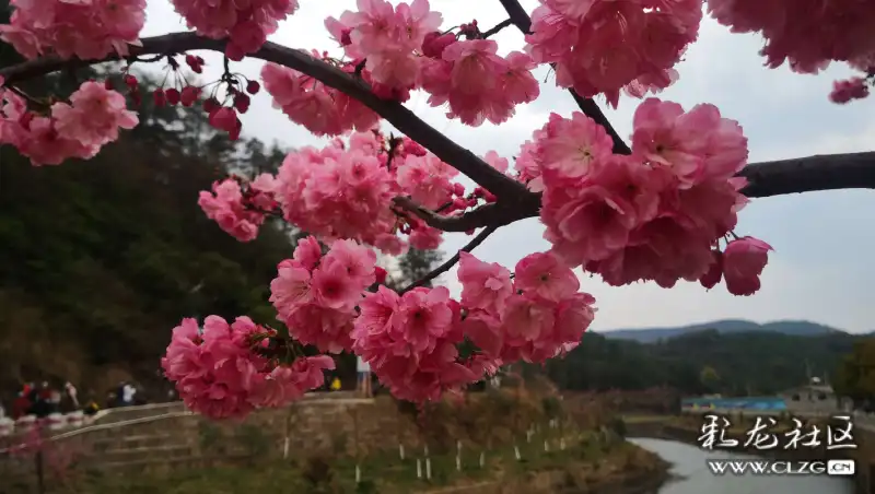 马龙樱花谷