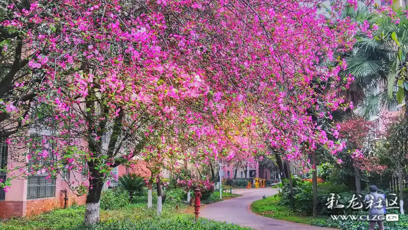 繁花似锦