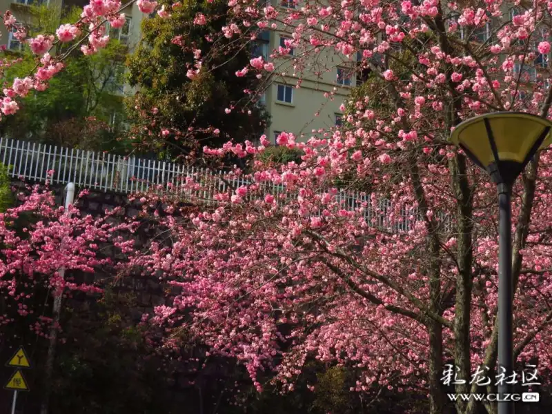 玉溪山水佳园樱花浪漫
