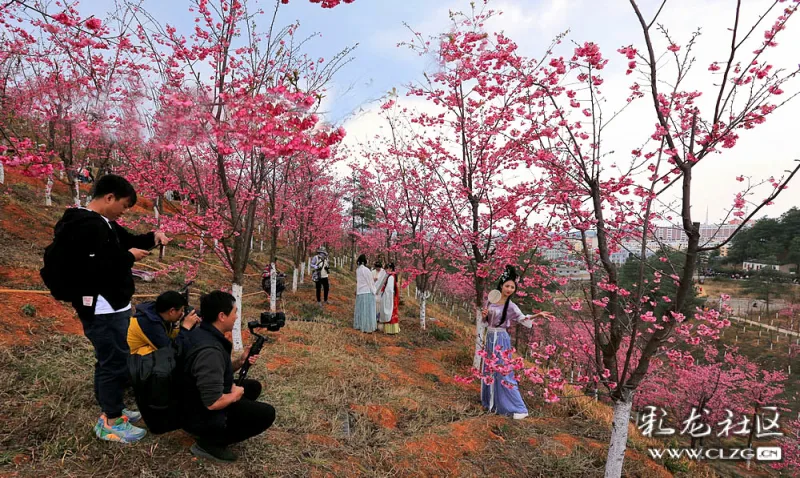 当下,马龙沈家山的樱花盛景已开始壮观起来,这里也逐渐成为樱花胜地.