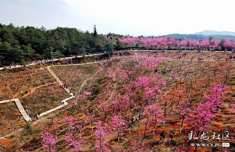 沈家山樱花谷千亩樱花正在绽放着等你来