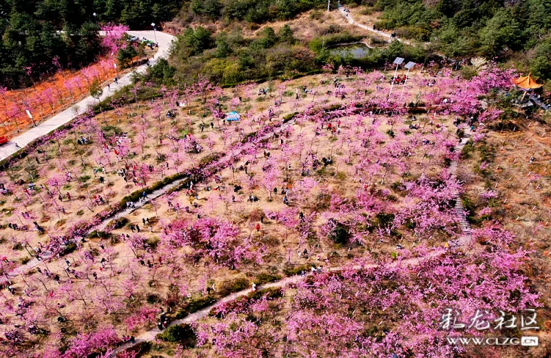 沈家山樱花谷千亩樱花正在绽放着等你来