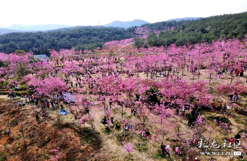 航拍:樱花盛开的三月,马龙风景美不胜收"樱"缤纷的沈家山樱花谷.