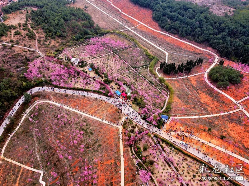 航拍:樱花盛开的三月,马龙风景美不胜收,"樱"缤纷的沈家山樱花谷.