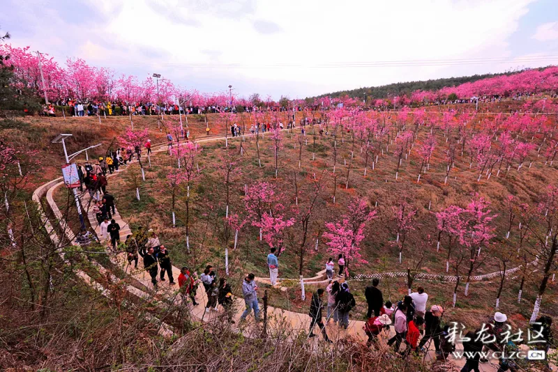 沈家山樱花谷千亩樱花正在绽放着等你来!