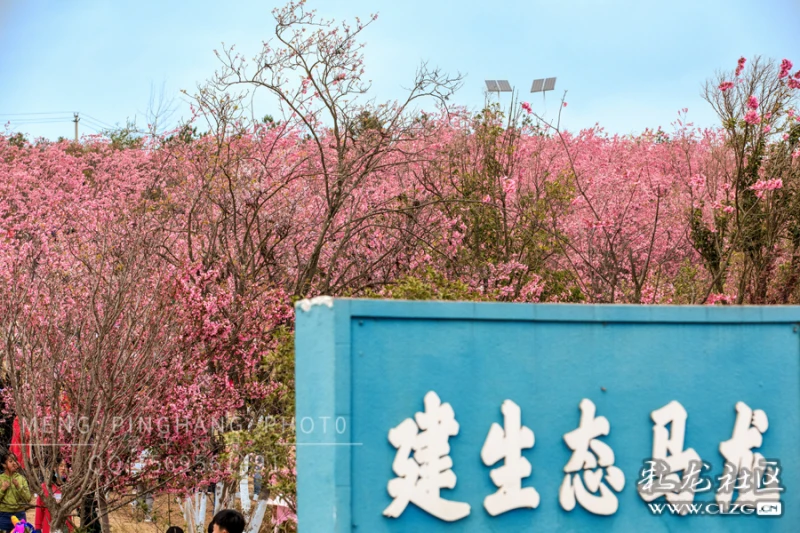 沈家山樱花烂漫 生态城马龙秀美—马龙樱花谷印象-彩龙社区