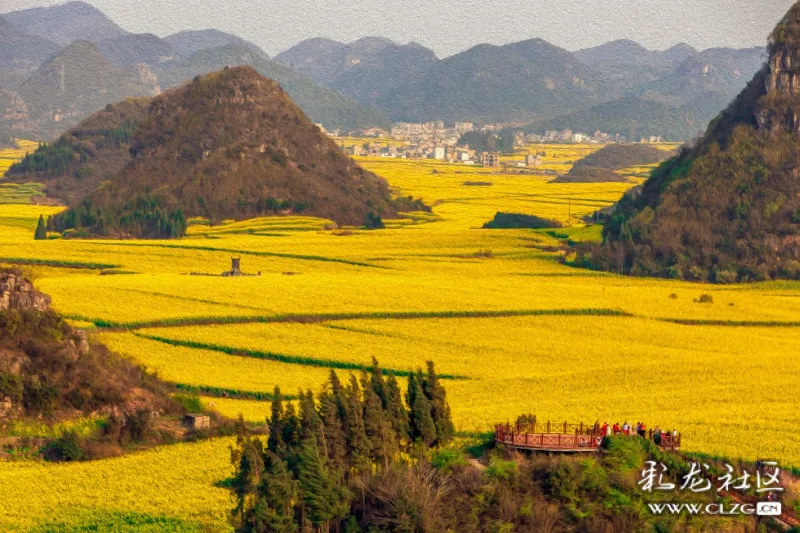 油菜花 ● 油彩画 ——罗平油菜花系列之金鸡峰丛花海