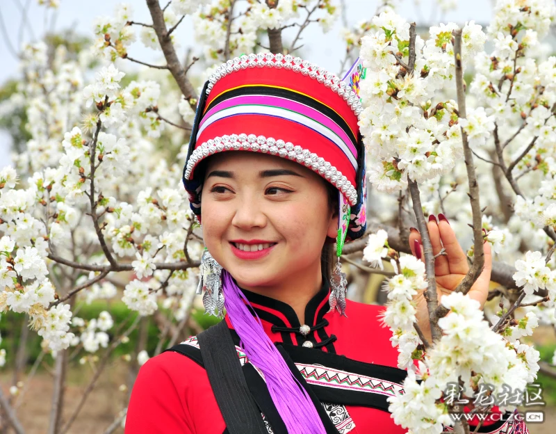 梨花似雪美女如玉