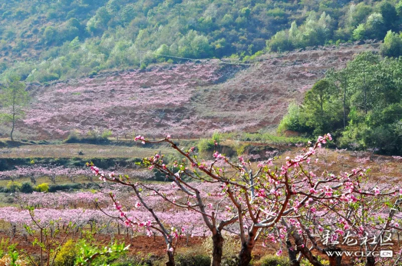 桃花潭水深千尺桃花依旧满山坡禄丰县桃花岛