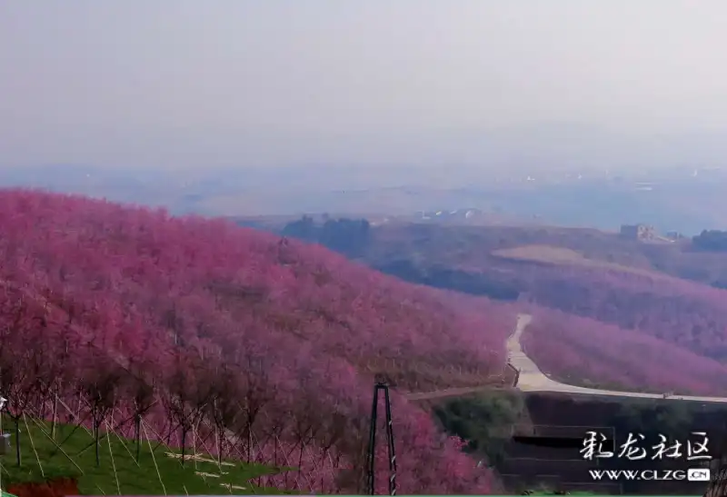 大气壮阔的宜良山后村樱花谷