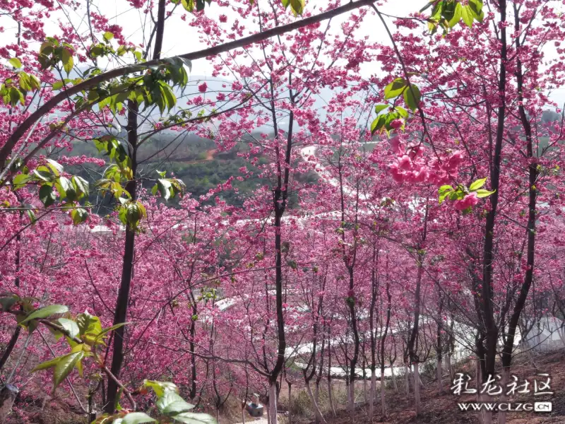 大气壮阔的宜良山后村樱花谷