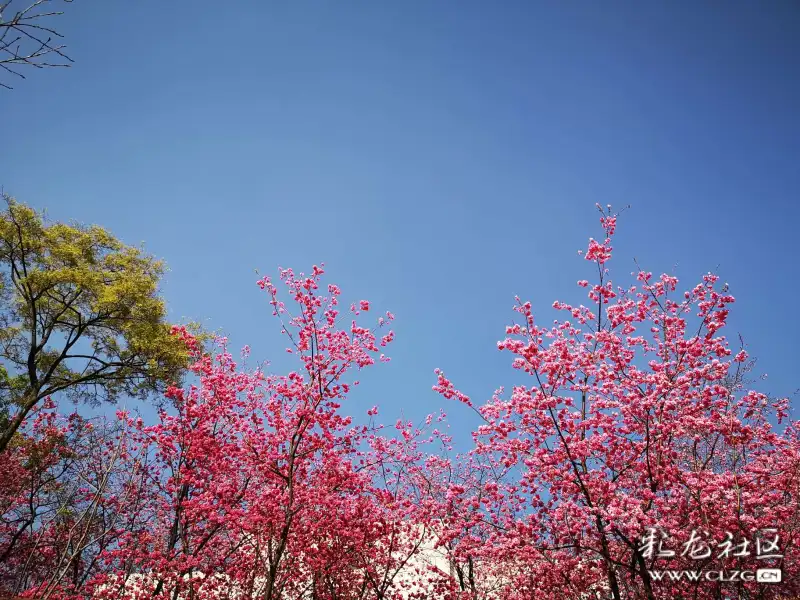 云南农业大学樱花红遍校园