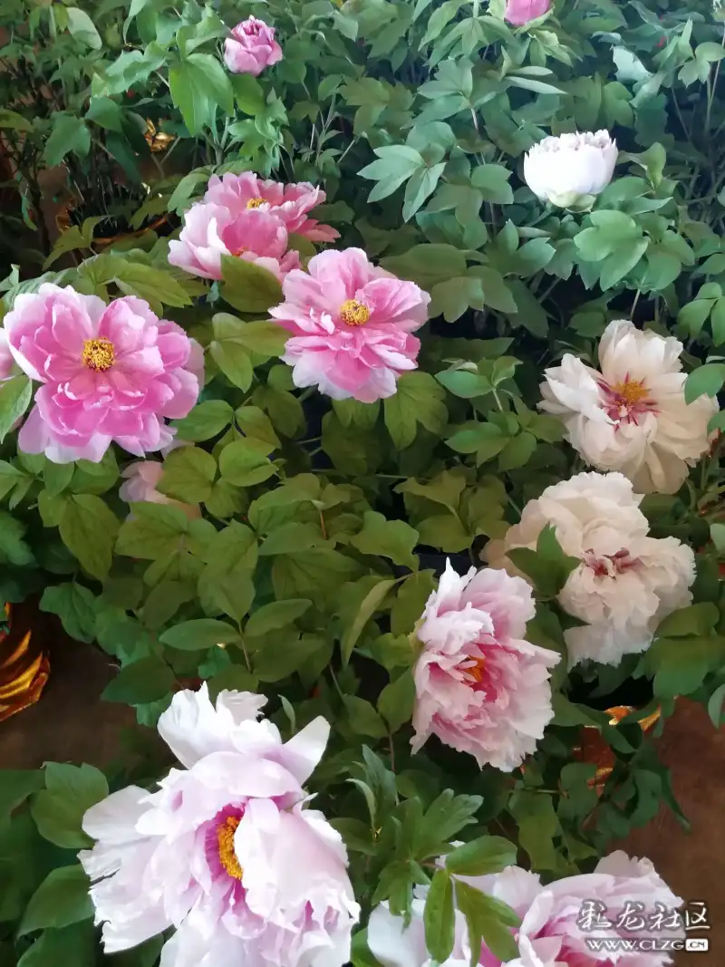 争奇斗艳的牡丹花