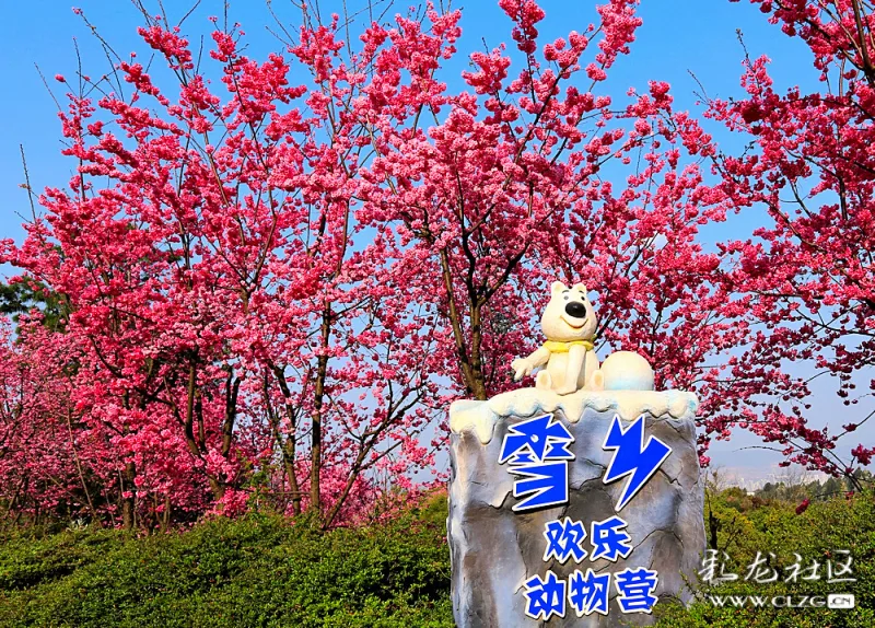 美丽的云南野生动物园樱花相继绽放!