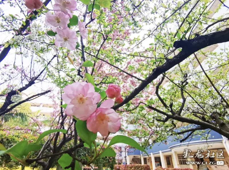 教育君本期又带来两所学校的春景: 云南师范大学附属中学 昆一中西山