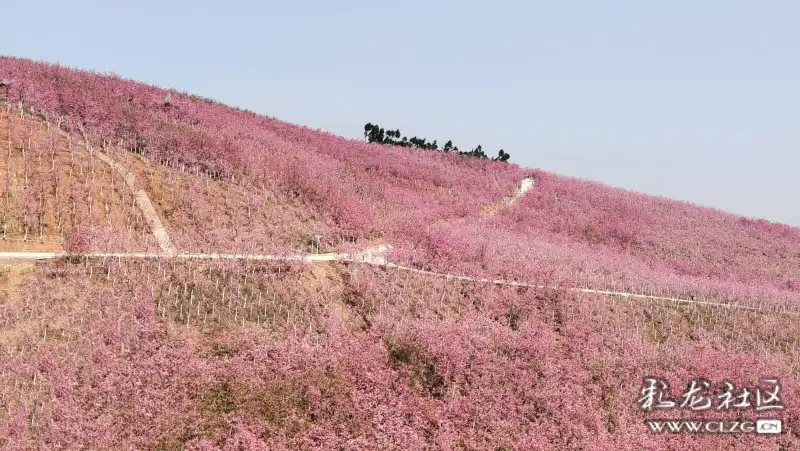 宜良山后樱花谷