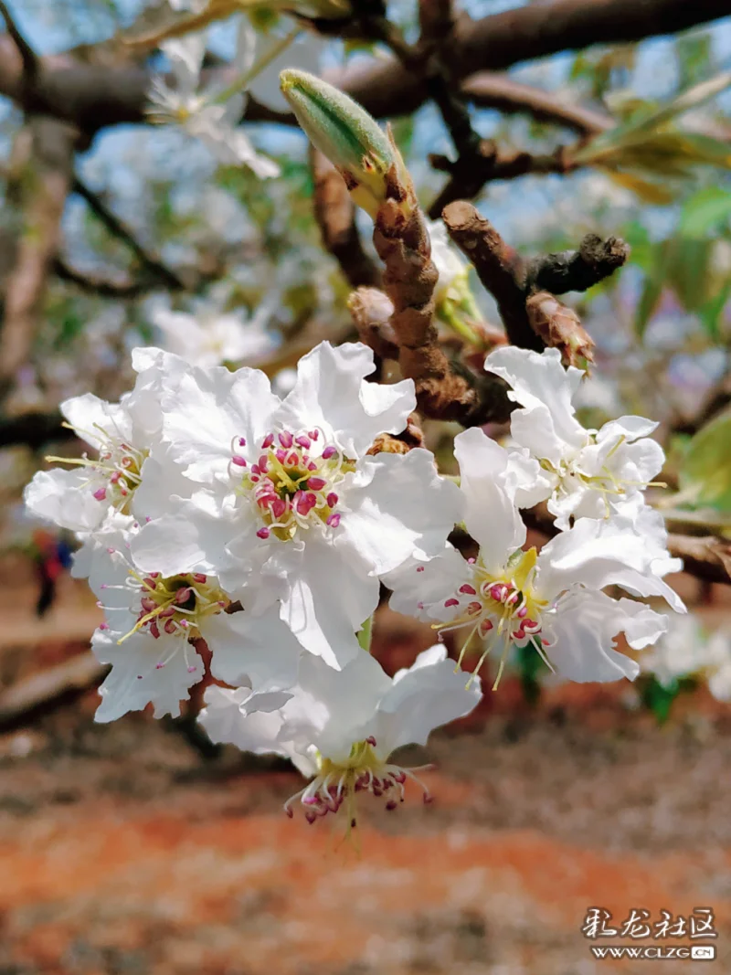 热闹的第九届万溪冲梨花节