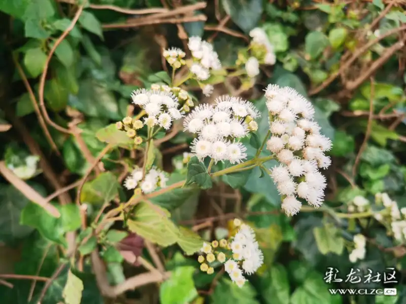 紫茎泽兰也有春天