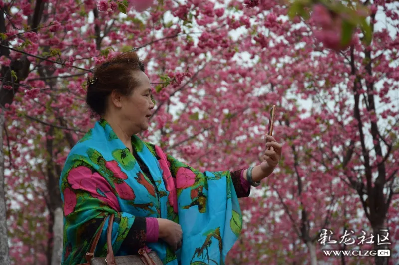感受樱花更美还是去宜良樱花谷