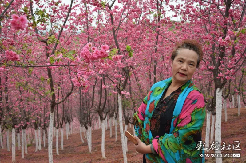 感受樱花更美还是去宜良樱花谷