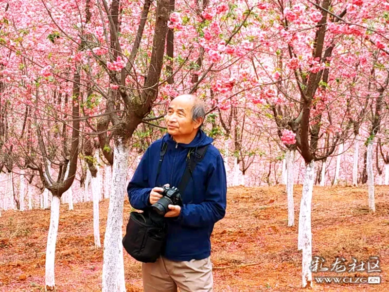 感受樱花更美还是去宜良樱花谷