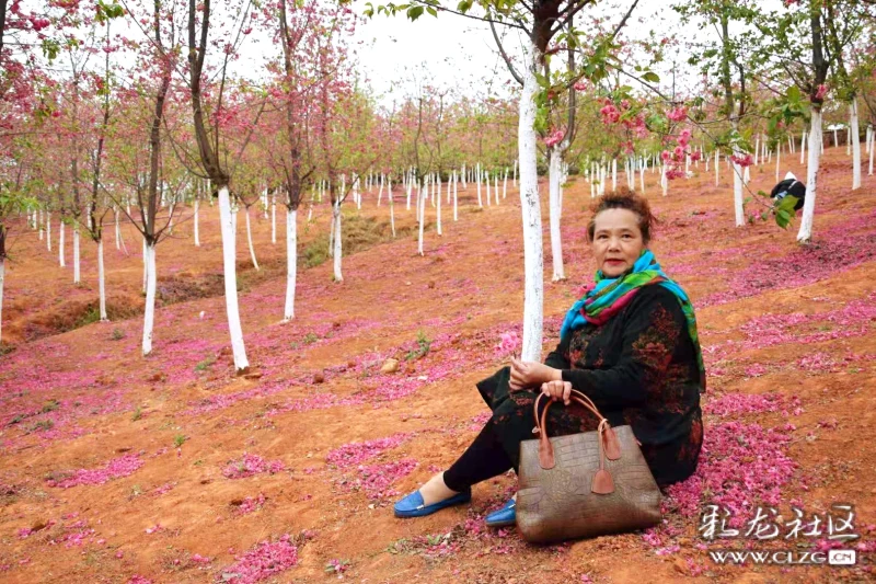 感受樱花更美还是去宜良樱花谷