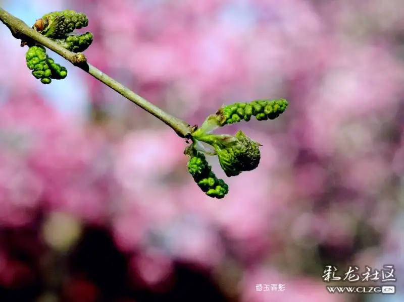 青桑葚花