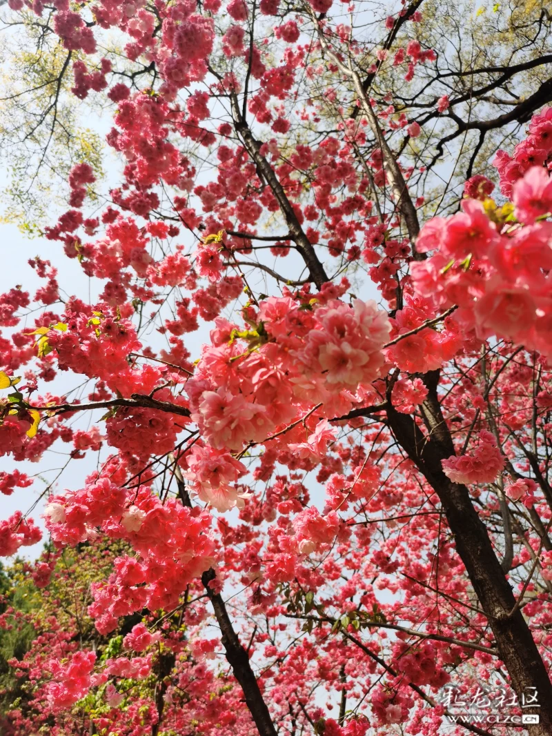 圆通山樱花独占春城一半的美