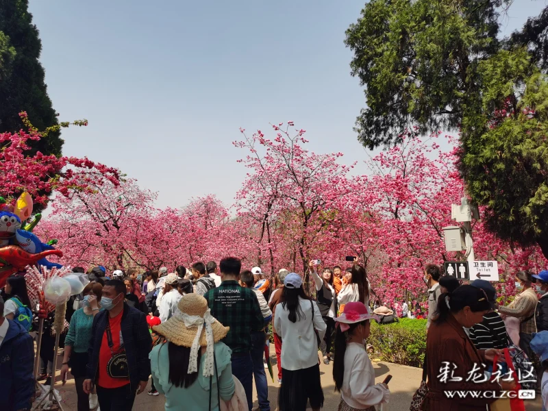 圆通山樱花独占春城一半的美