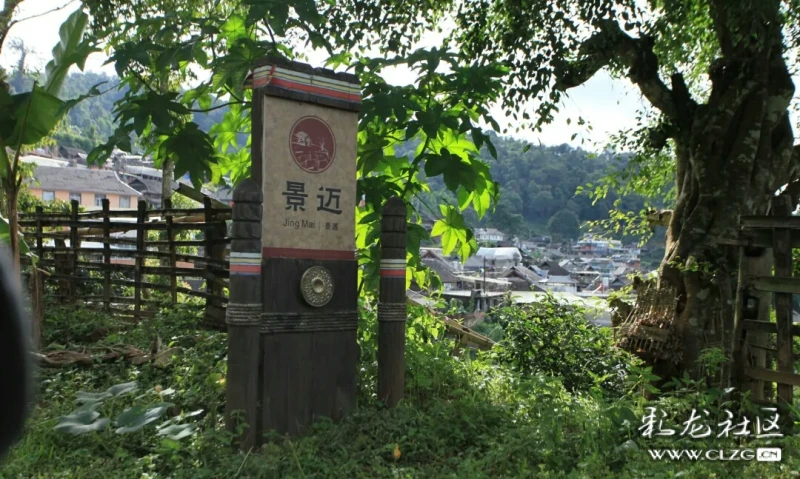 康养定制之旅春天的茶会 云上景迈 茶山康养