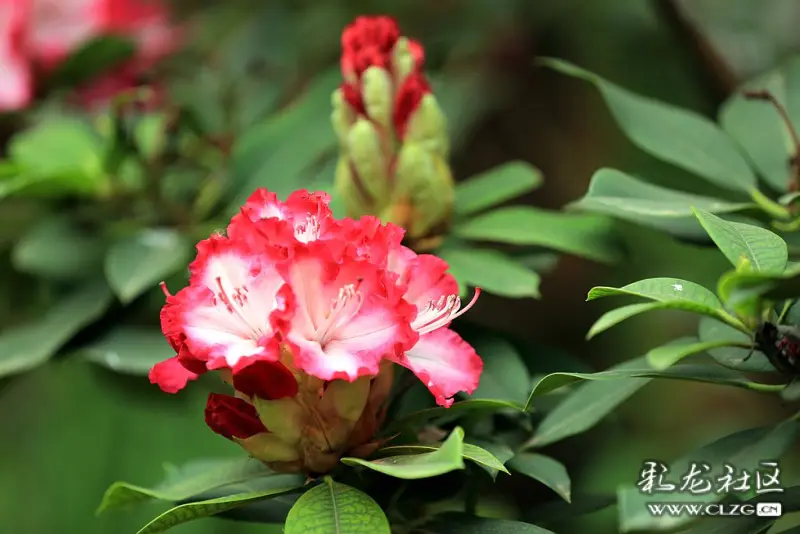 大花杜鹃摄于丰泽源植物园