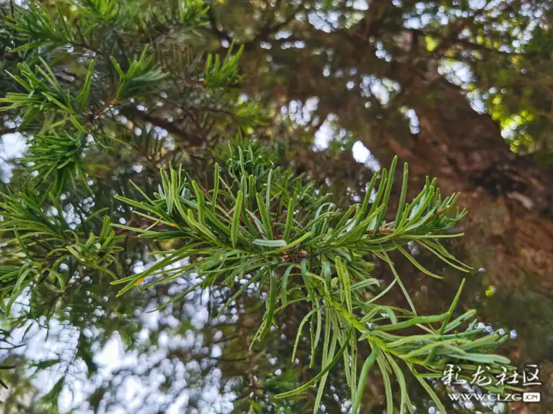 湾子村前的老秃杉树