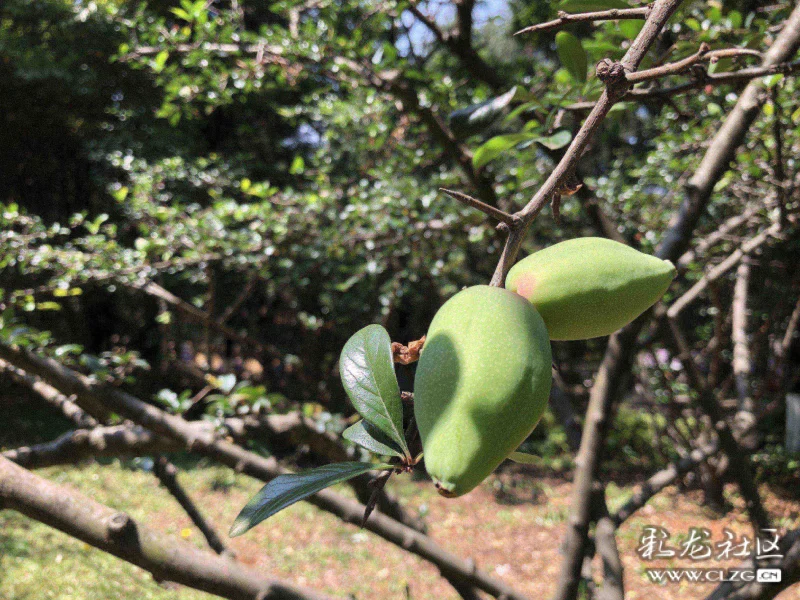 酸木瓜花与果实