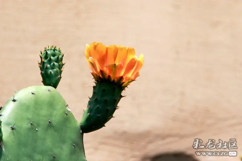 植物园东园的仙人掌花