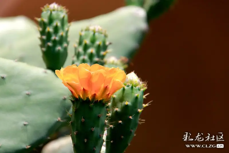 植物园东园的仙人掌花