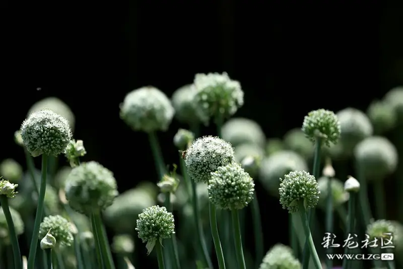 植物园东园的葱花,有紫色的也有白色的,上一组白色的给网友们欣赏一