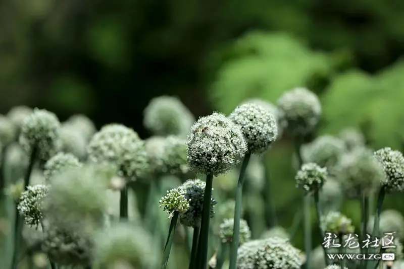 植物园东园的葱花,有紫色的也有白色的,上一组白色的给网友们欣赏一
