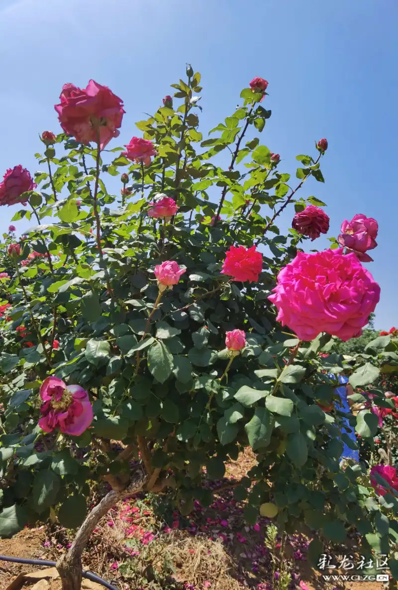 月季花海(昆明呈贡锦柏生态园)