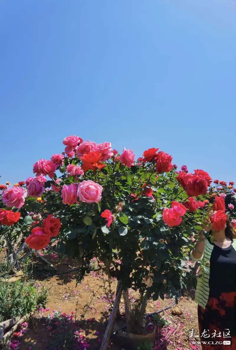 月季花海昆明呈贡锦柏生态园