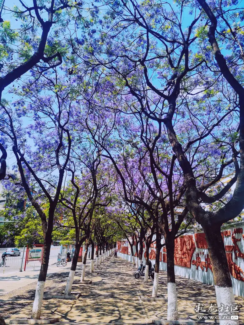 春城路风景