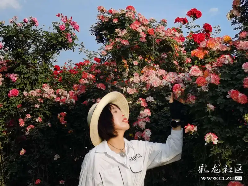 呈贡大渔锦柏玫瑰园已成网红打卡地